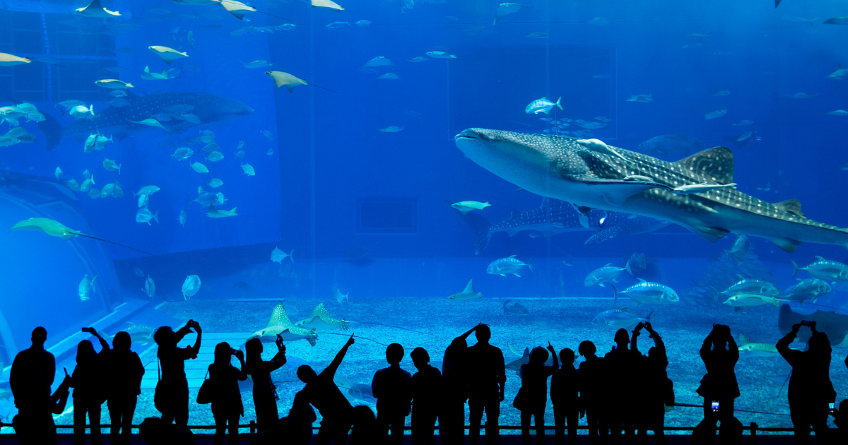 Аквариум и подводный зоопарк в Дубай молл