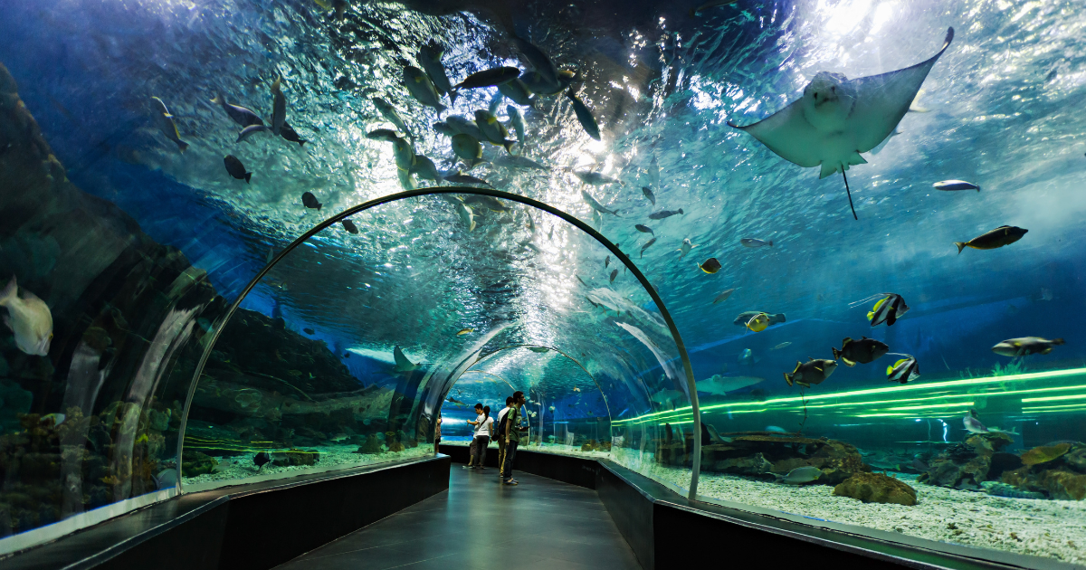 Аквариум и подводный зоопарк в Дубай молл