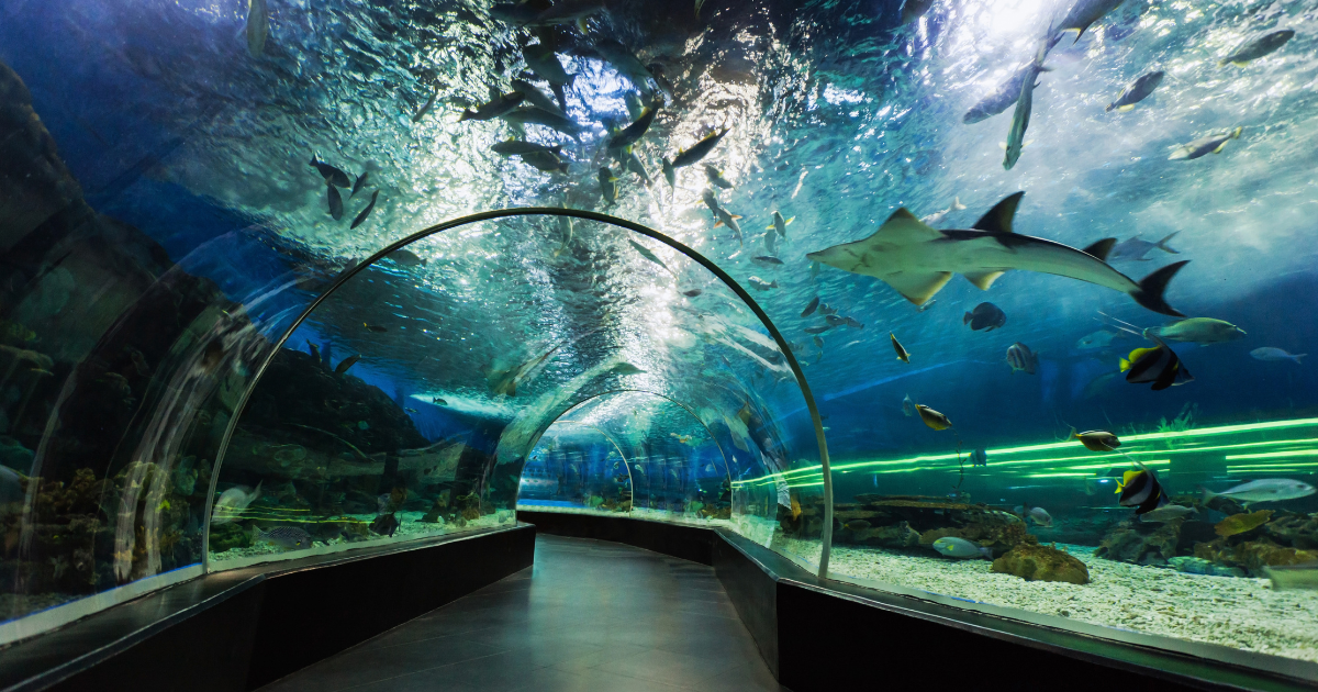 Аквариум и подводный зоопарк в Дубай молл