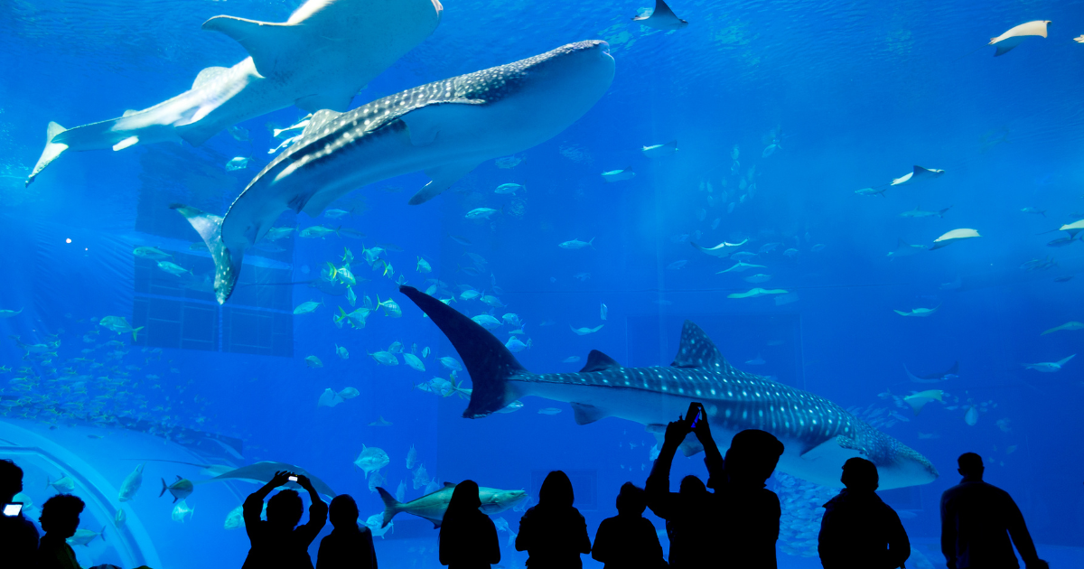 Аквариум и подводный зоопарк в Дубай молл